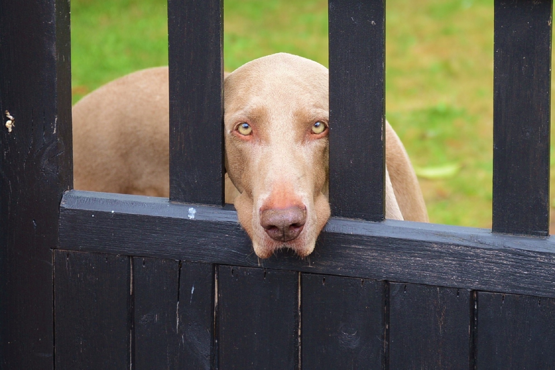 dog canine gate free photo