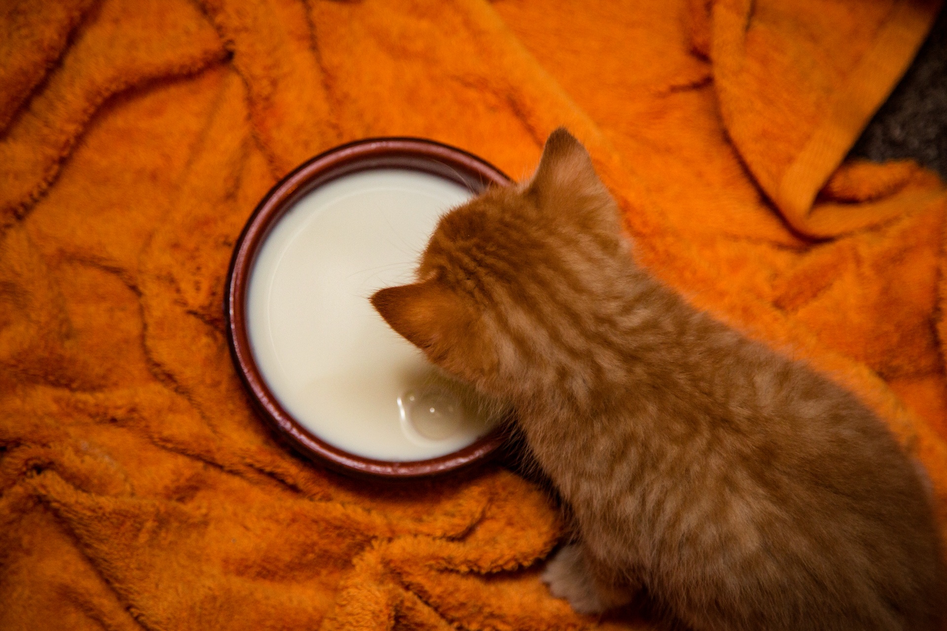 milk kitten pets free photo