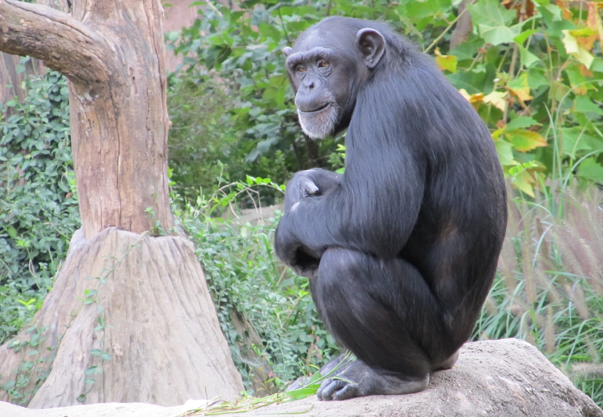 chimpanzee monkey mammal free photo