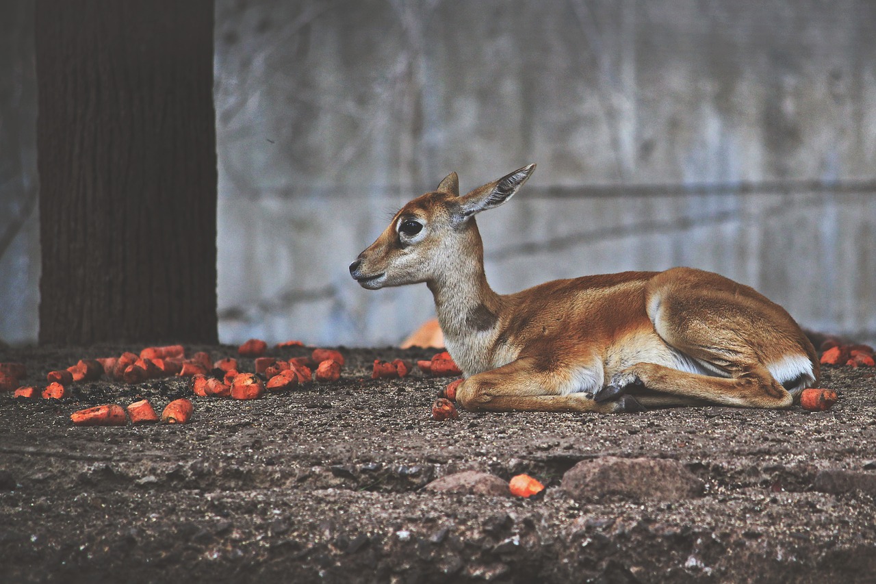 cute deer  deer  wildlife free photo