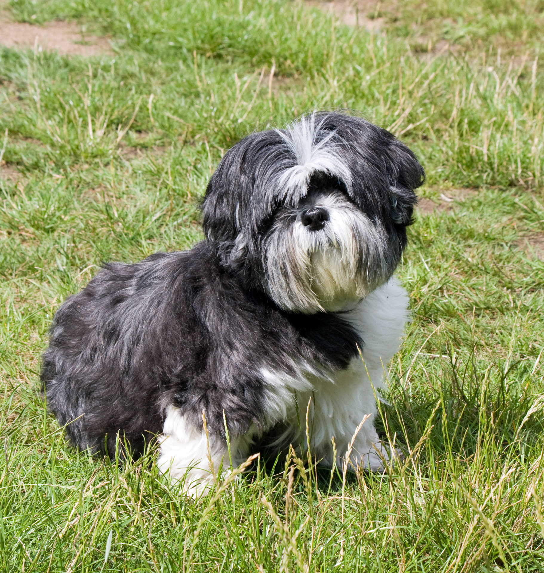 dog shih tzu cute free photo