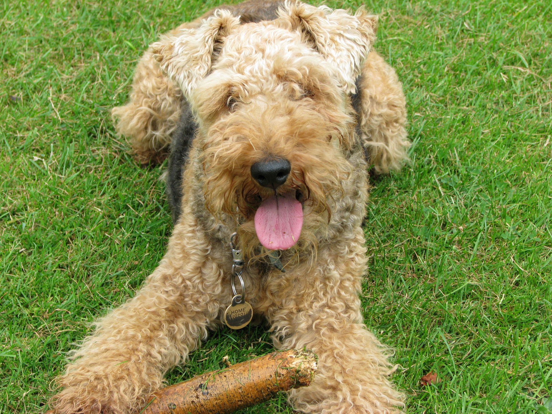 welsh terrier terrier dog free photo