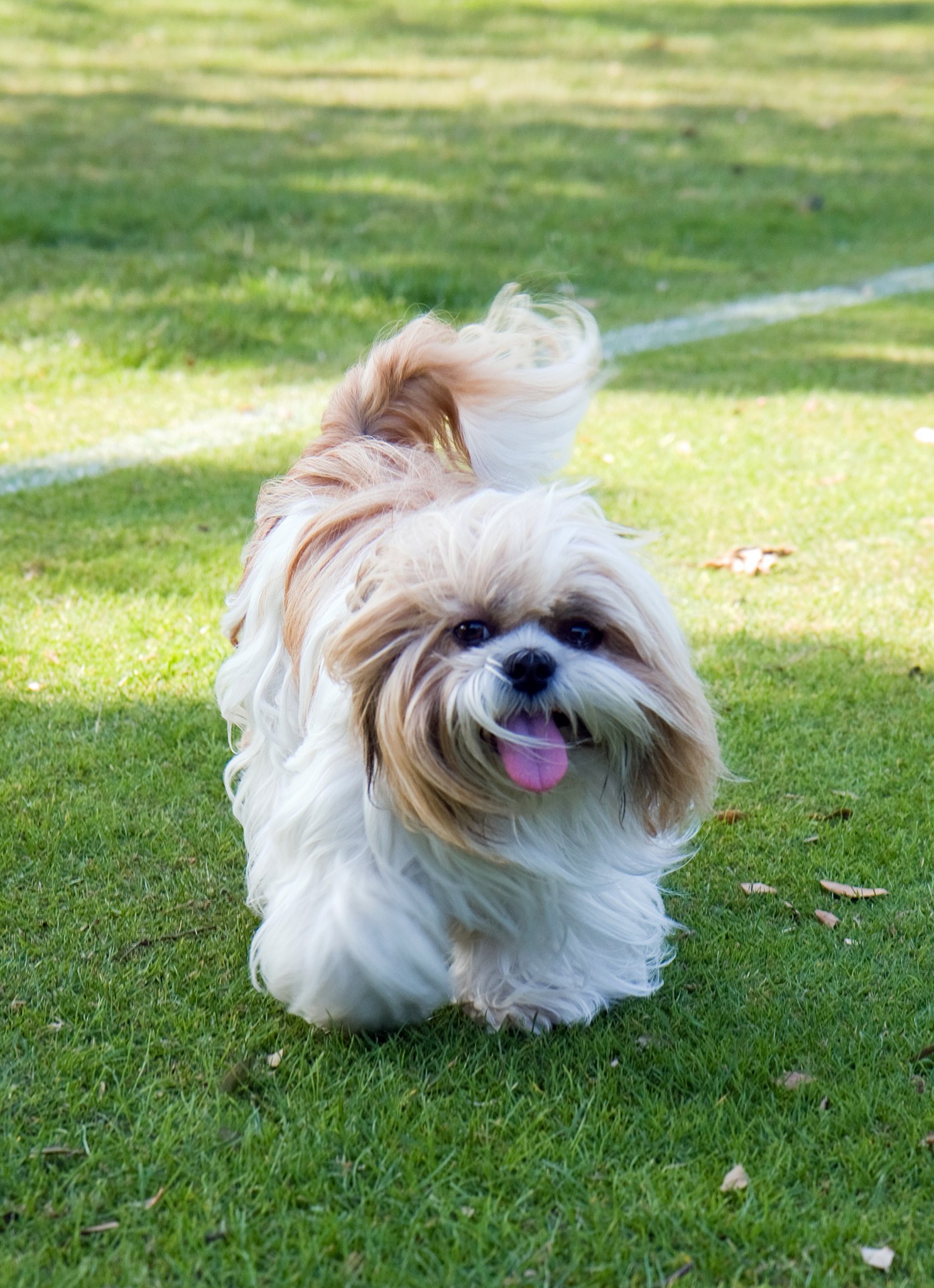 dog shih tzu animal free photo