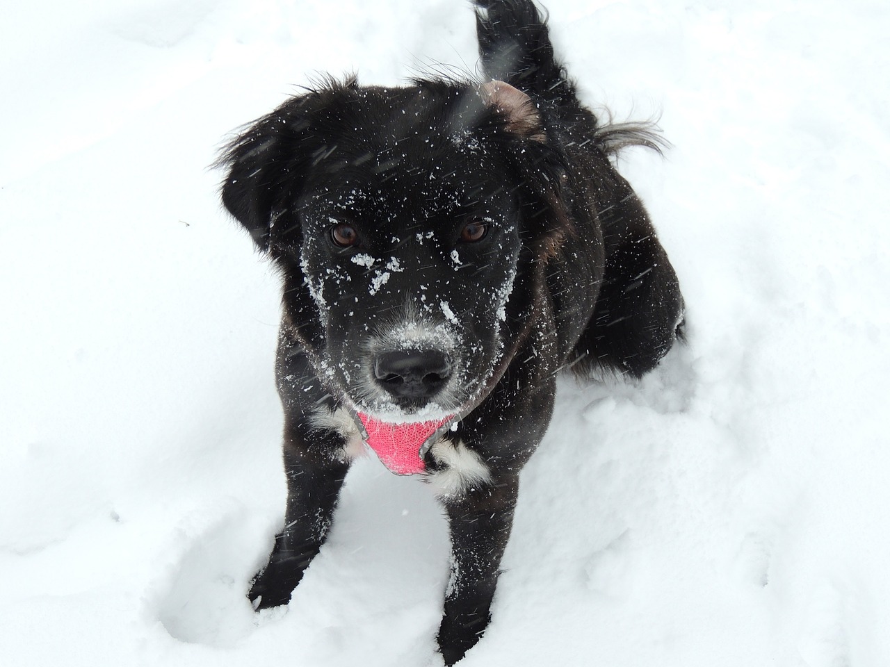 cute dog in the snow snow cute free photo