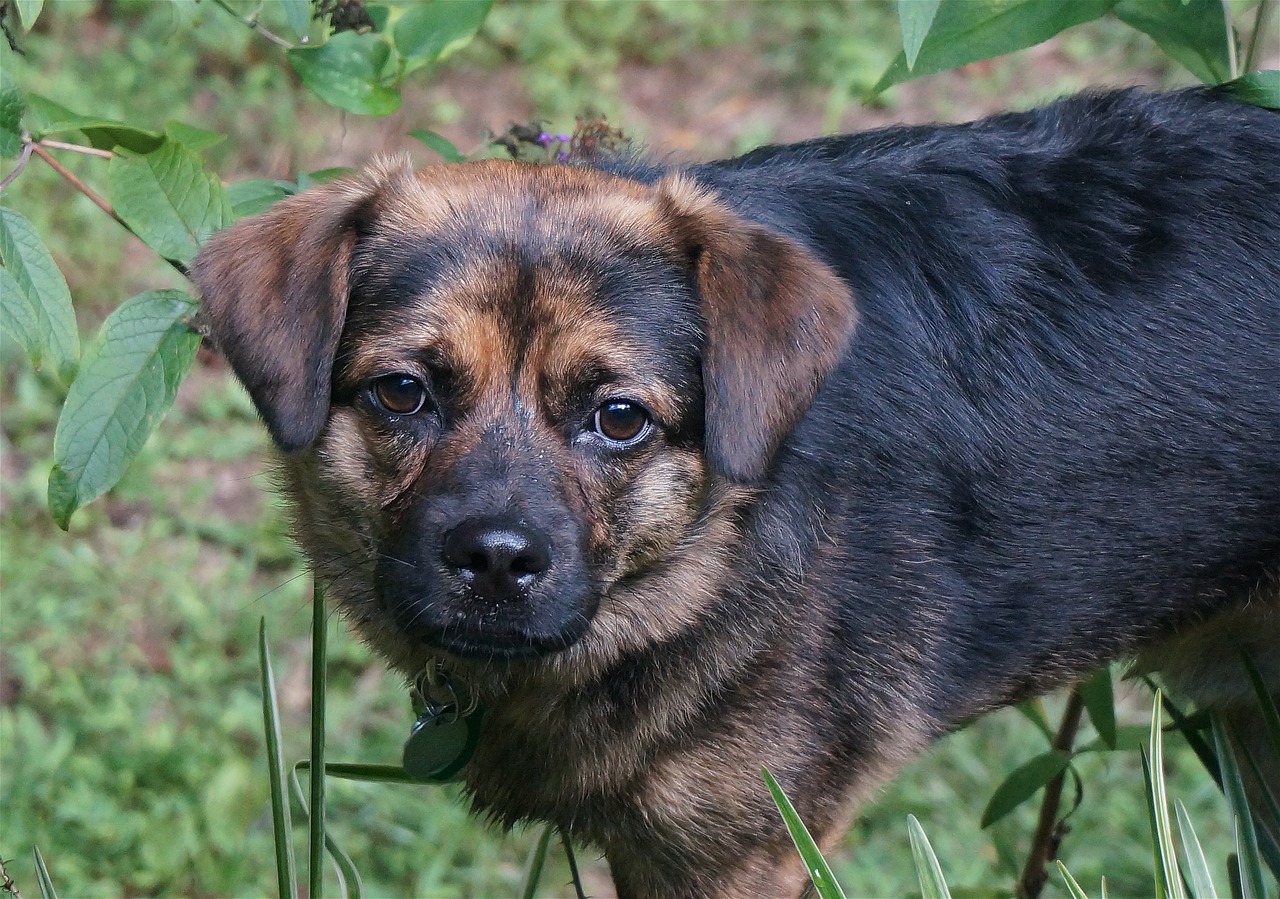 cute dog with wet face dog canine free photo