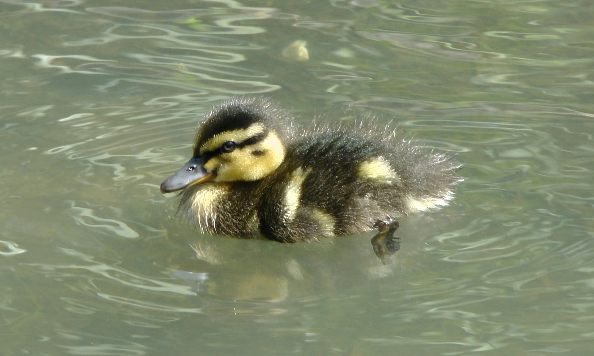 duck grass duck duckling pond free photo