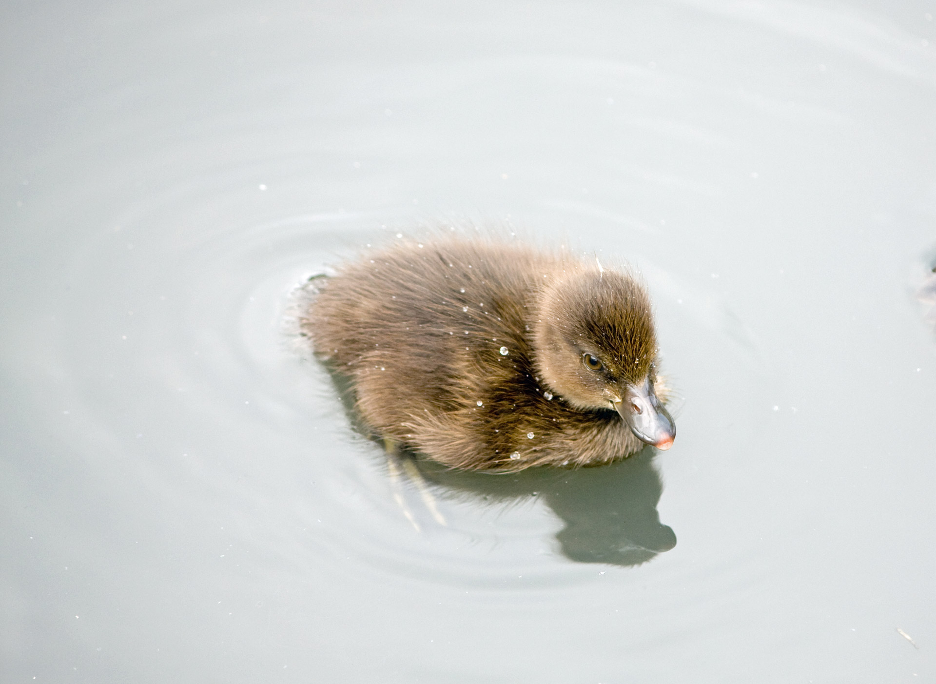 duckling duck baby duckling free photo