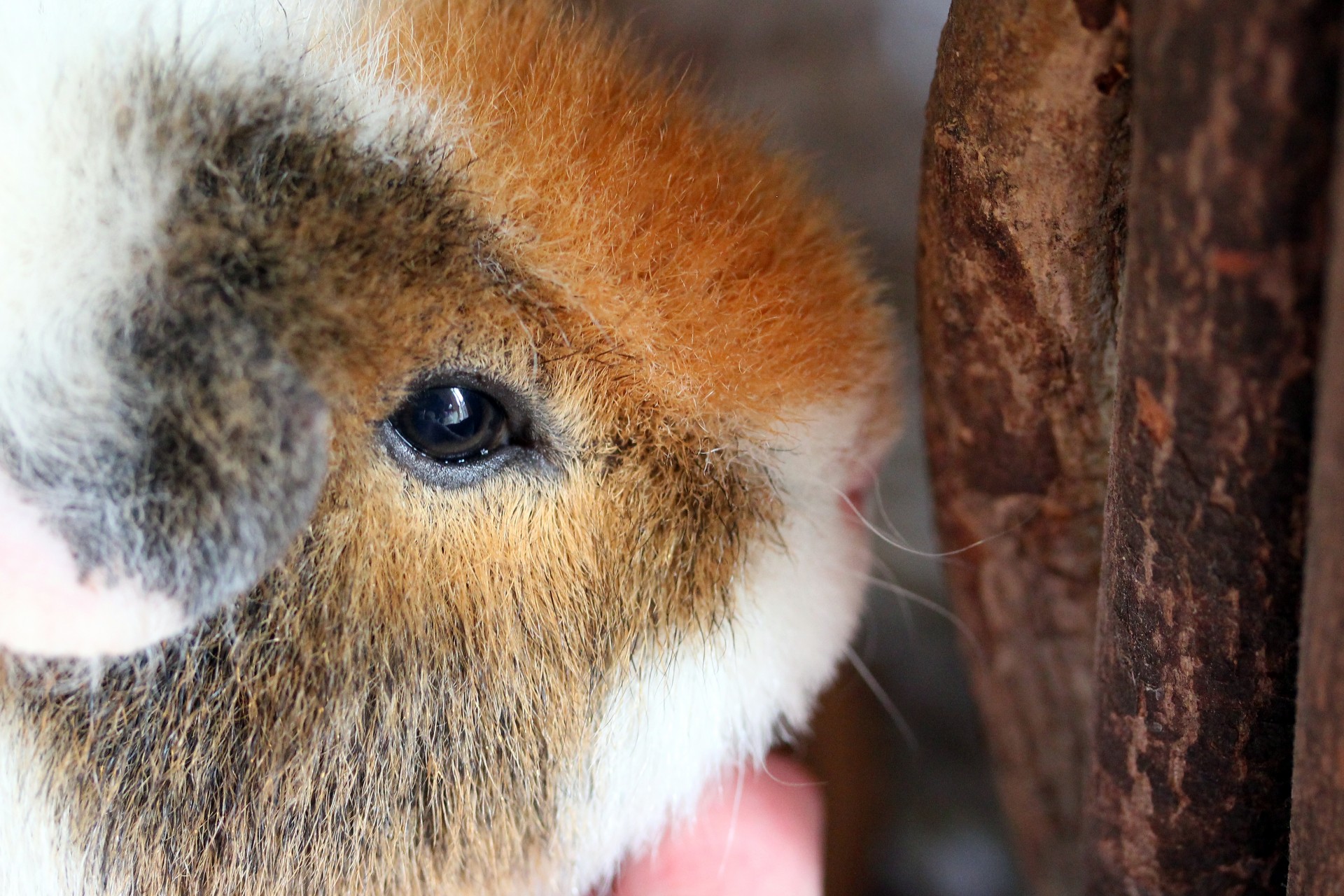 guinea pig pet free photo