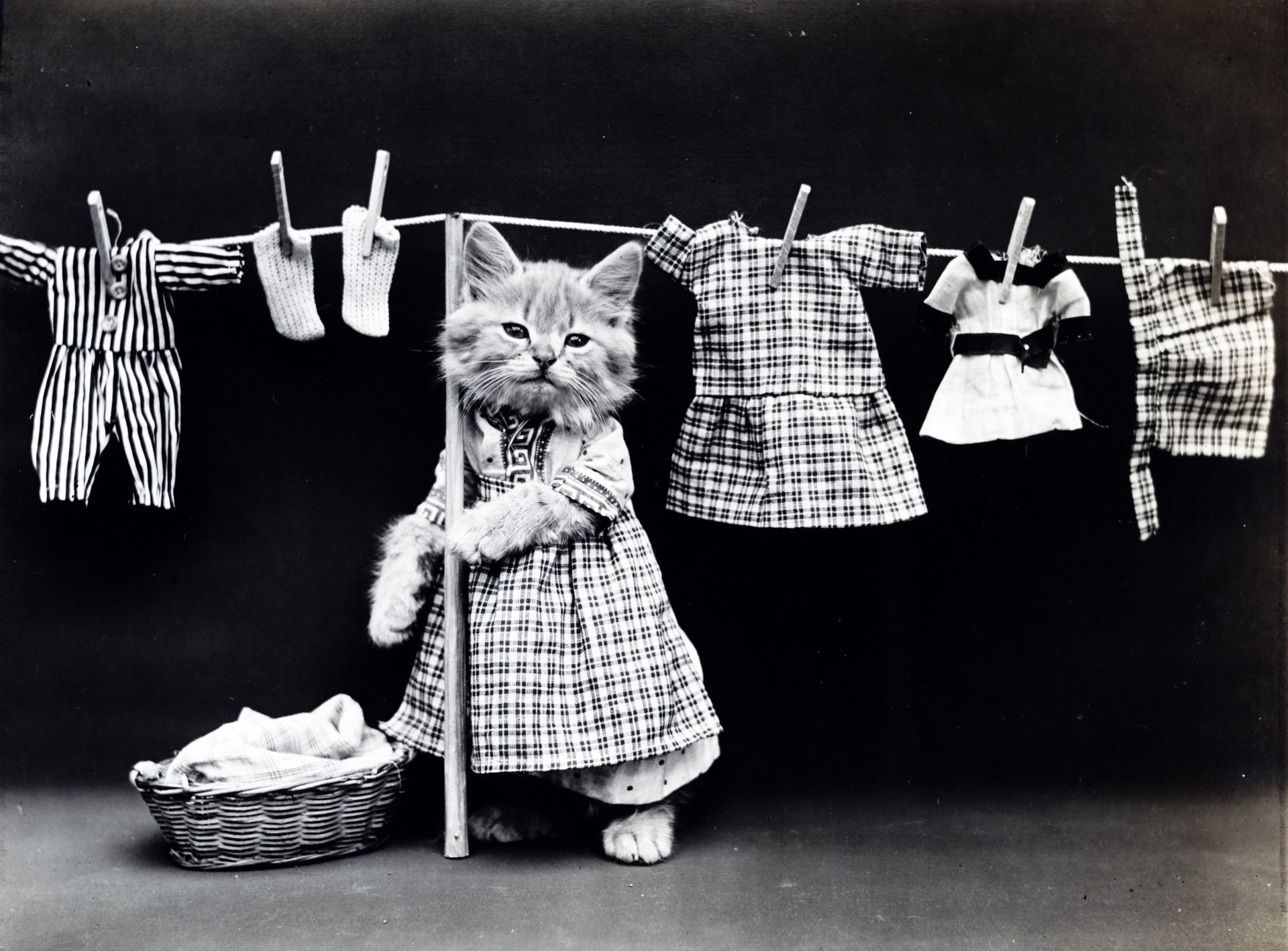 cat kitten dressed free photo