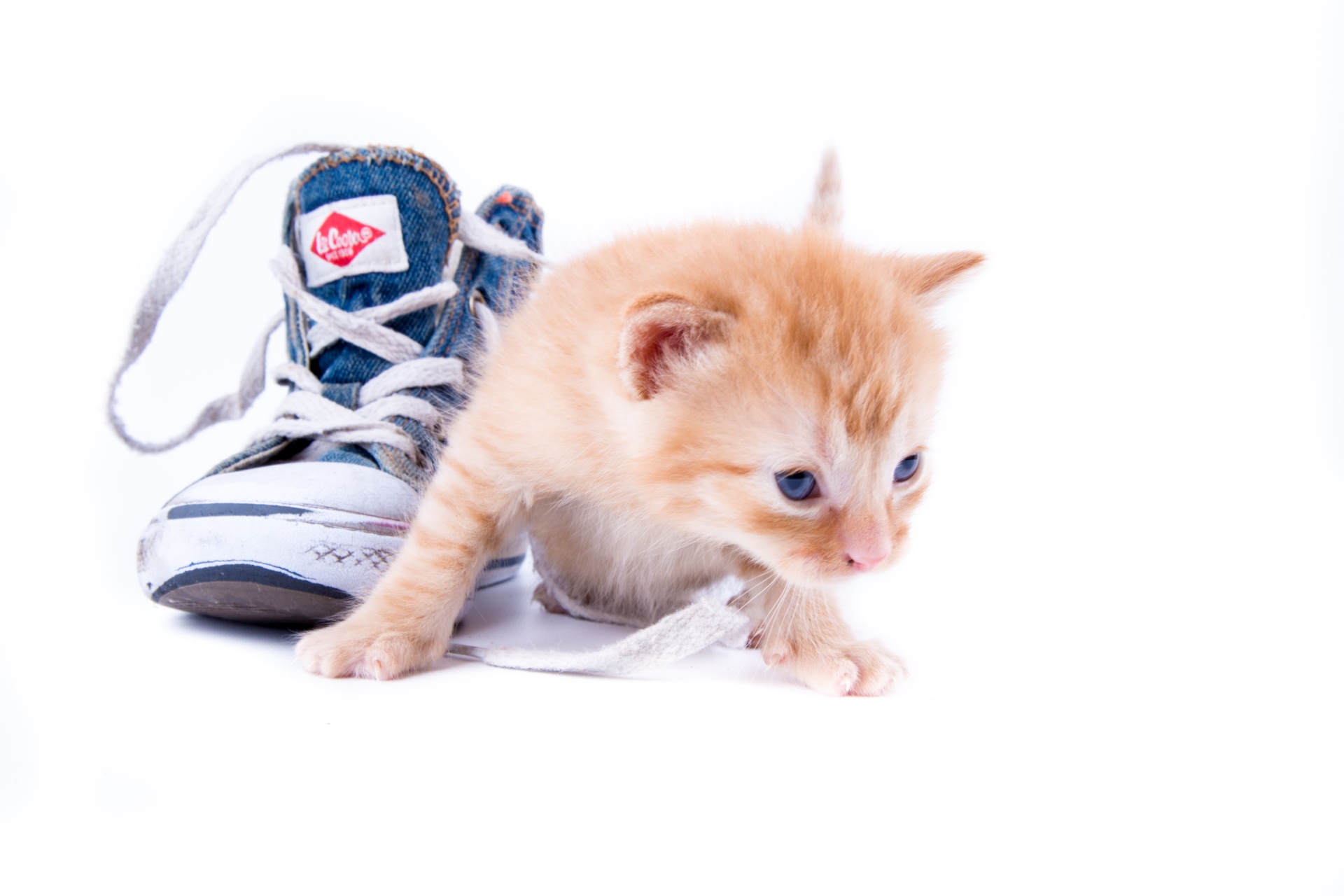 cat shoes sport free photo