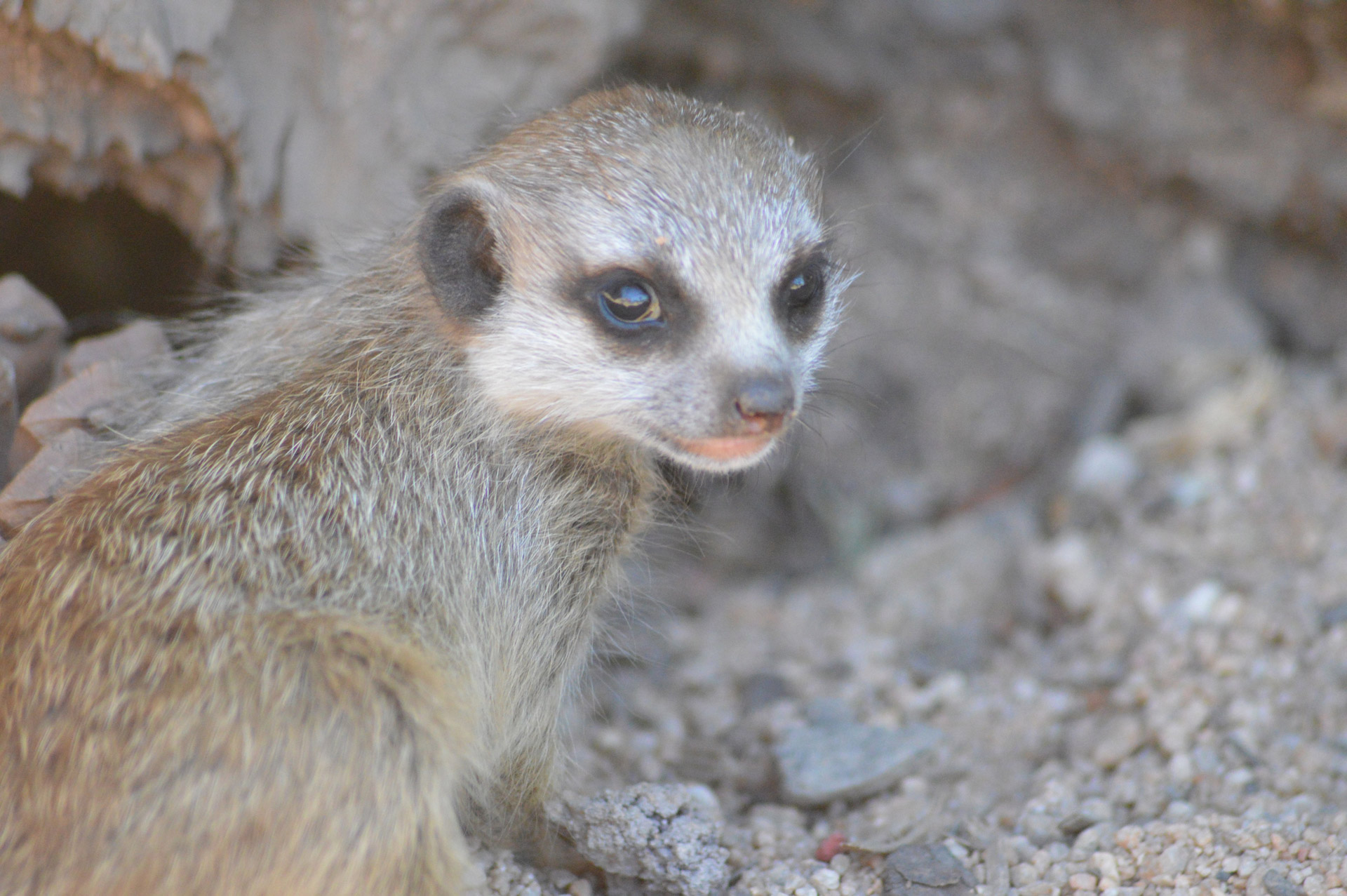 zoo meerkat animals free photo