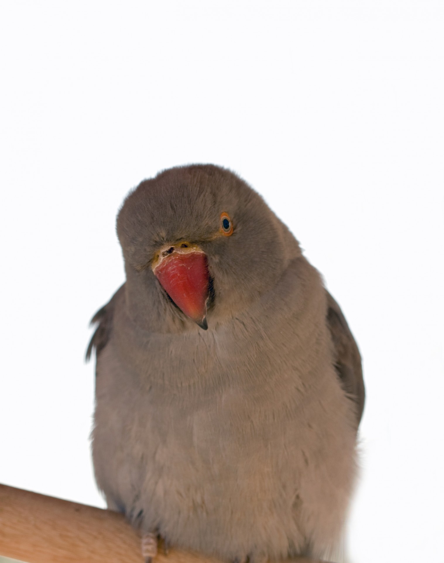 parrot bird baby free photo