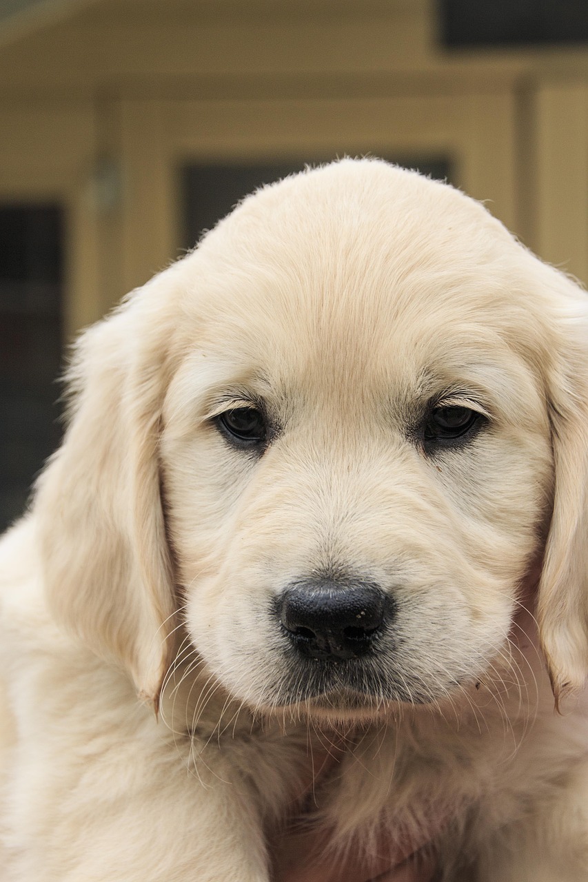 cute puppy golden retriever golden free photo