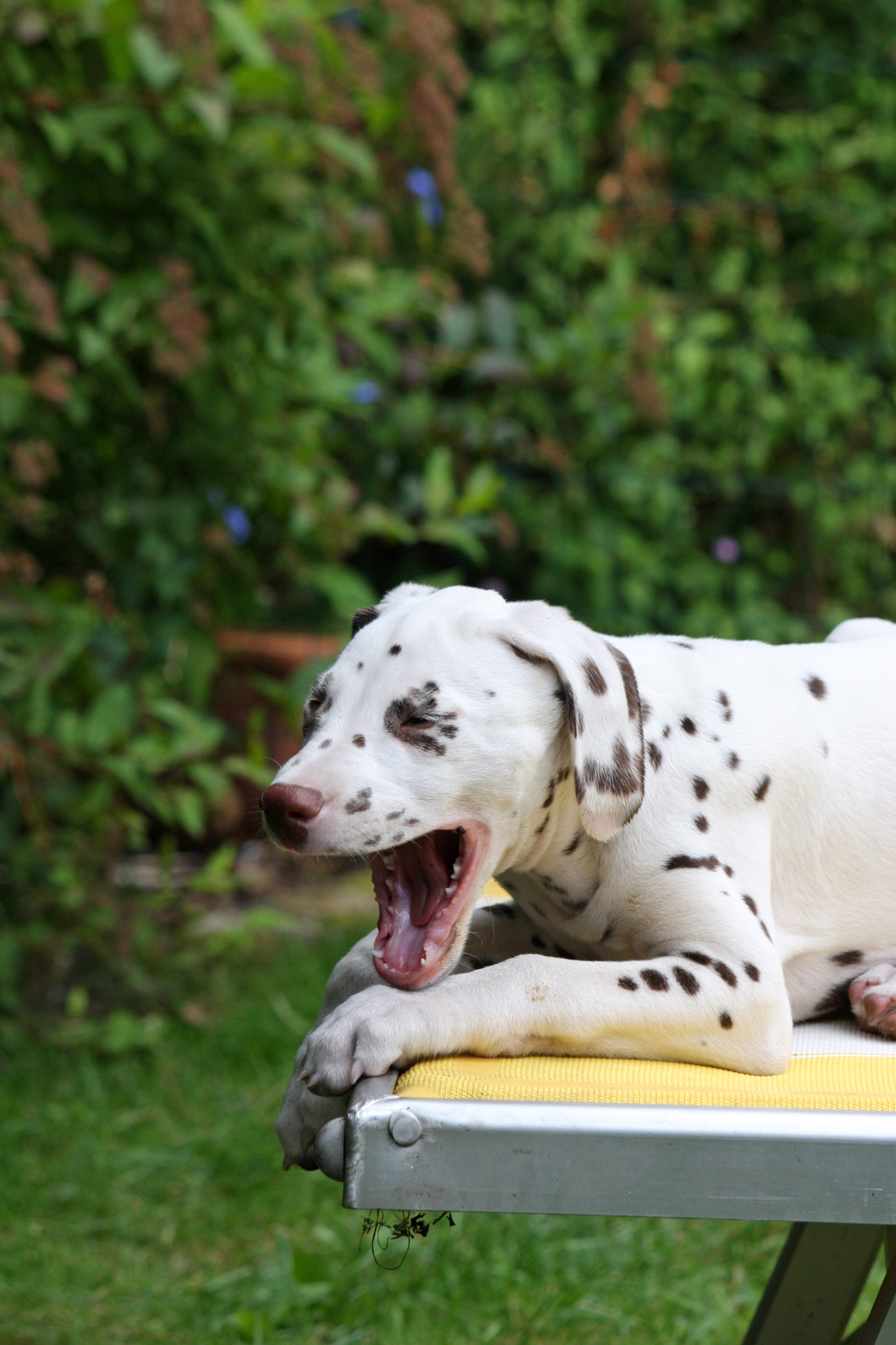 dalmatian puppy pup free photo
