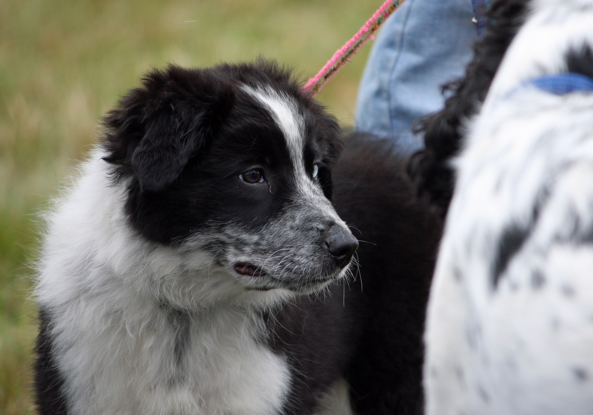 border collie collie puppy free photo