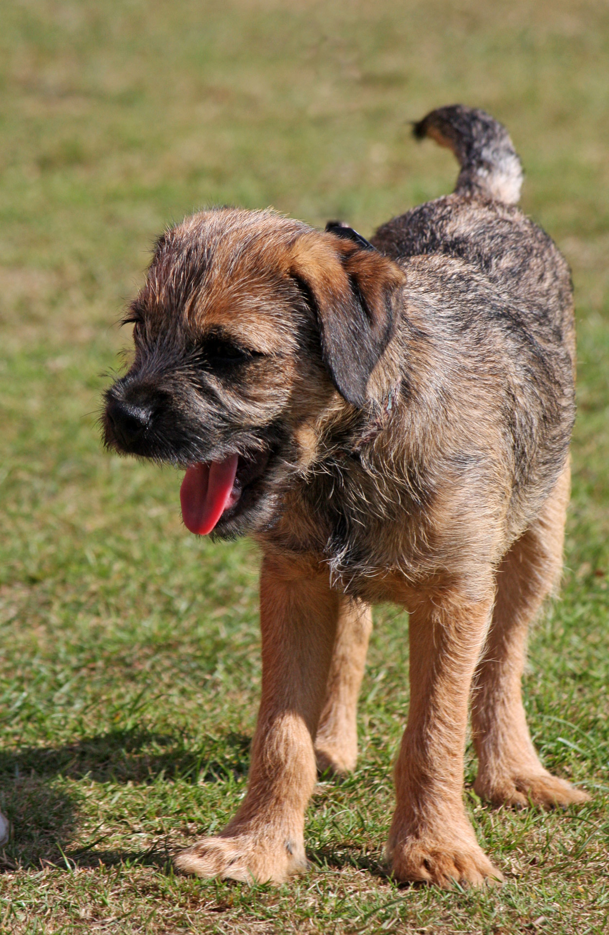 border terrier terrier puppy free photo