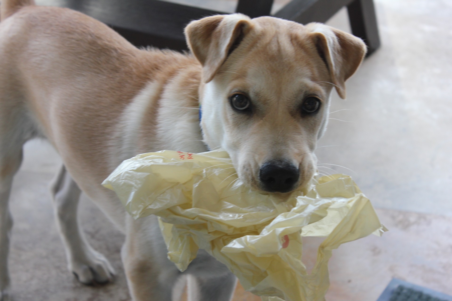 plastic bag puppy animal free photo