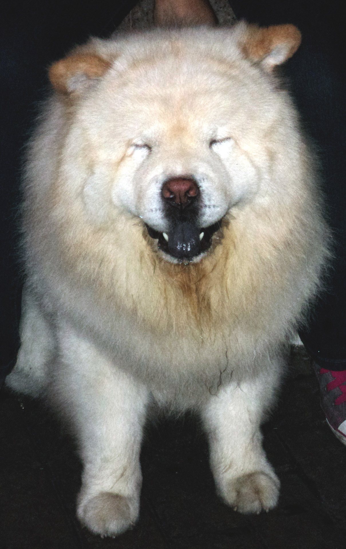 white dog dog fur free photo