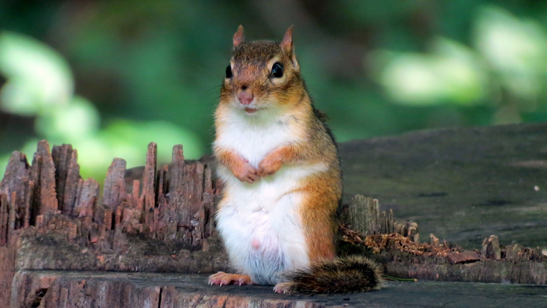 squirrel sitting looking free photo