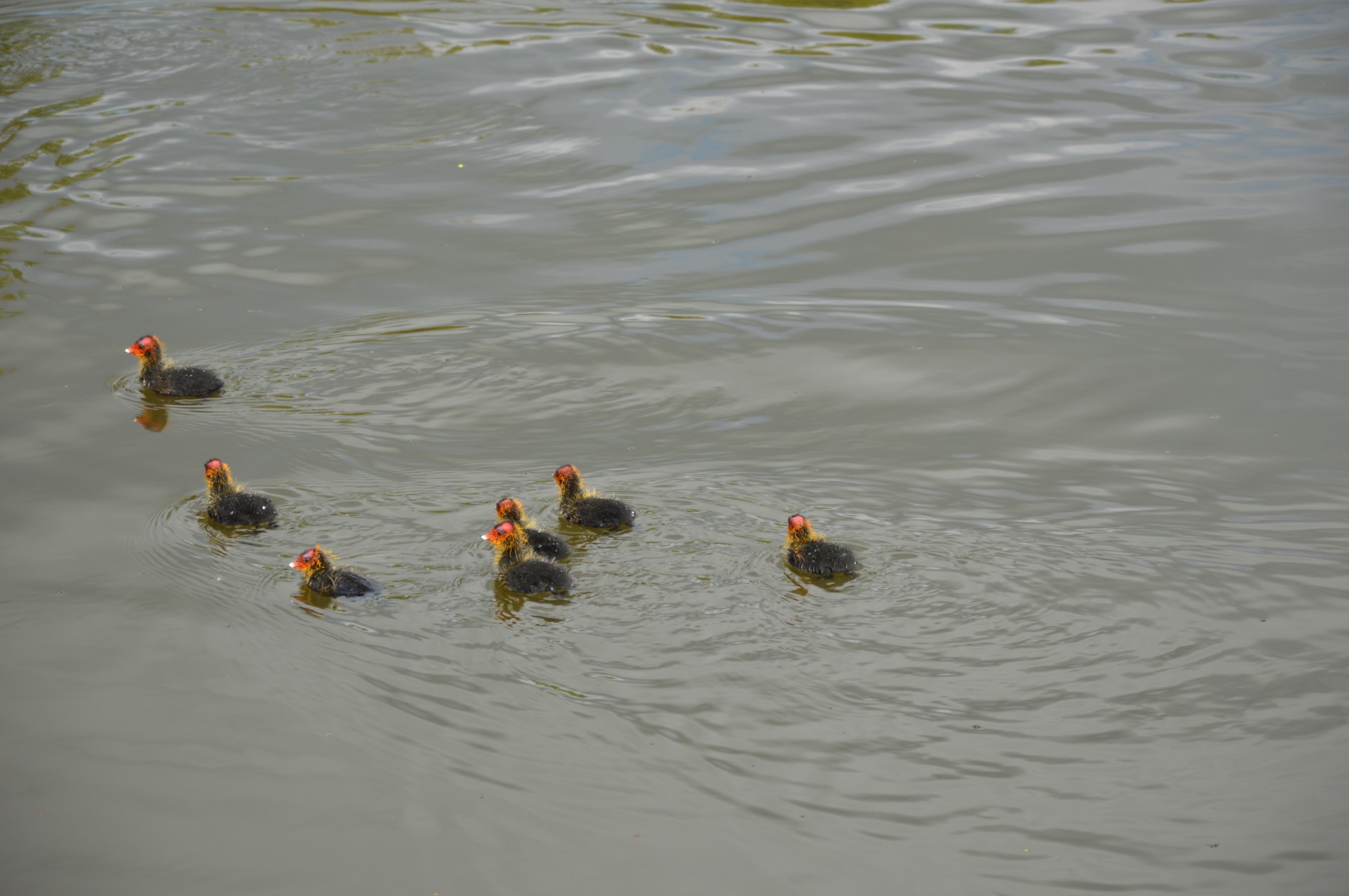 bird spring young free photo