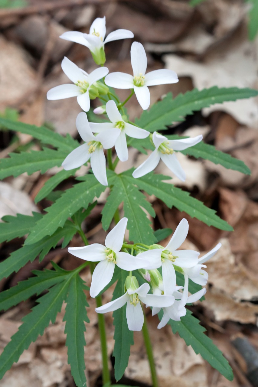 cutleaf toothwort flower blooms free photo