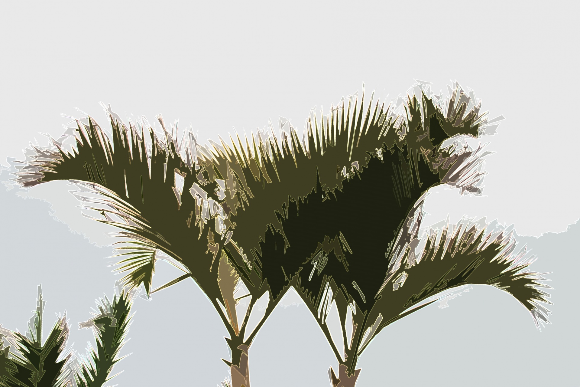 tree palm tops free photo