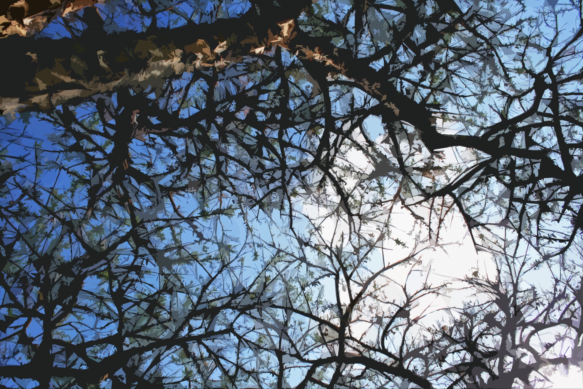 tree branches sky free photo