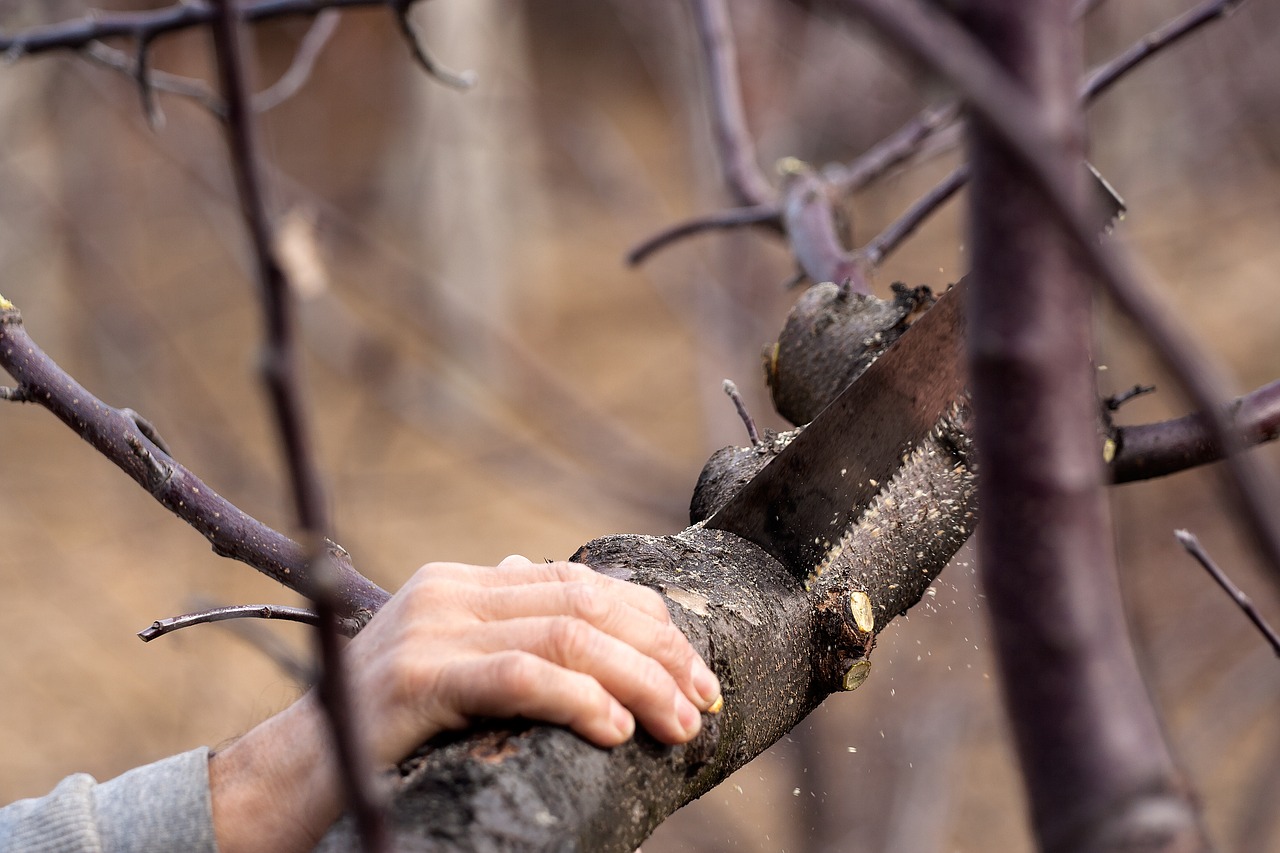 cutting  saw  tree free photo