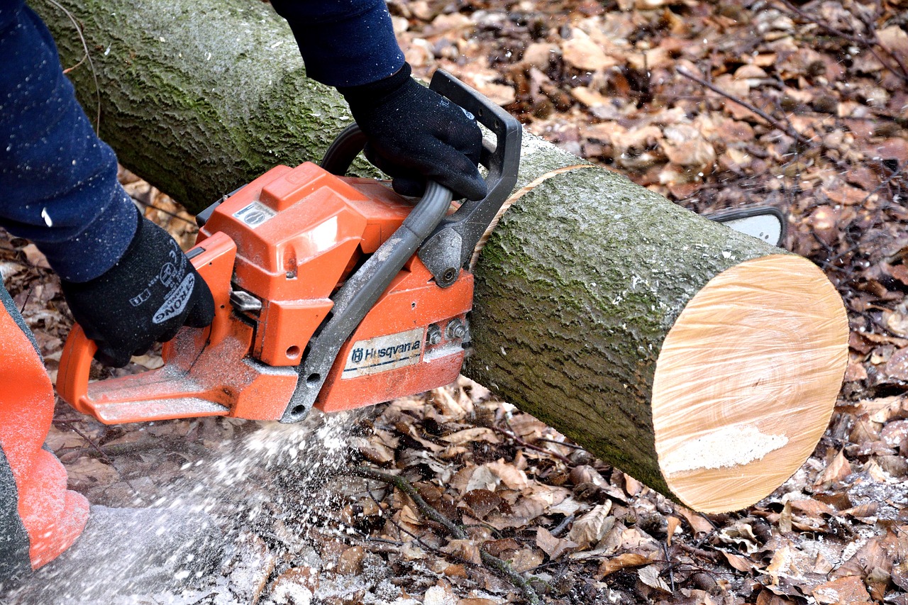 cutting wood lumberjack chainsaw free photo