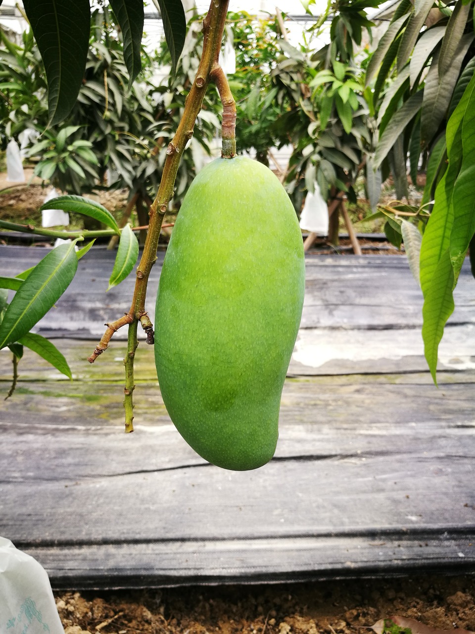 cyan mango fruit free photo