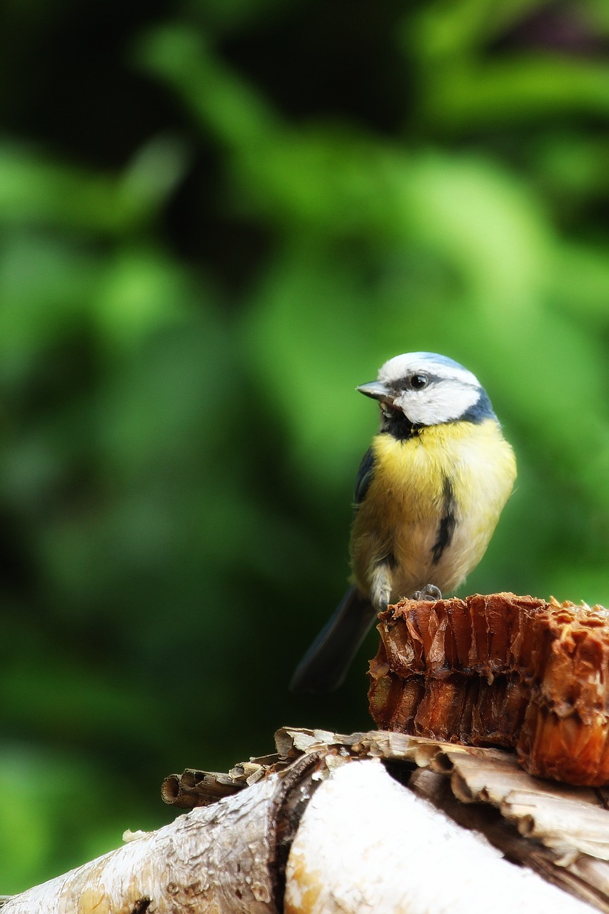 cyanistes caeruleus  blue tit  tit free photo