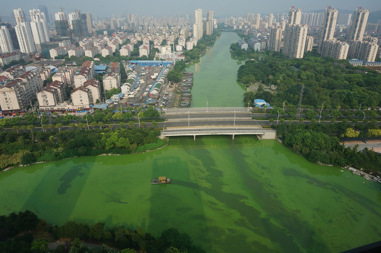 cyanobacteria salvage bridge free photo