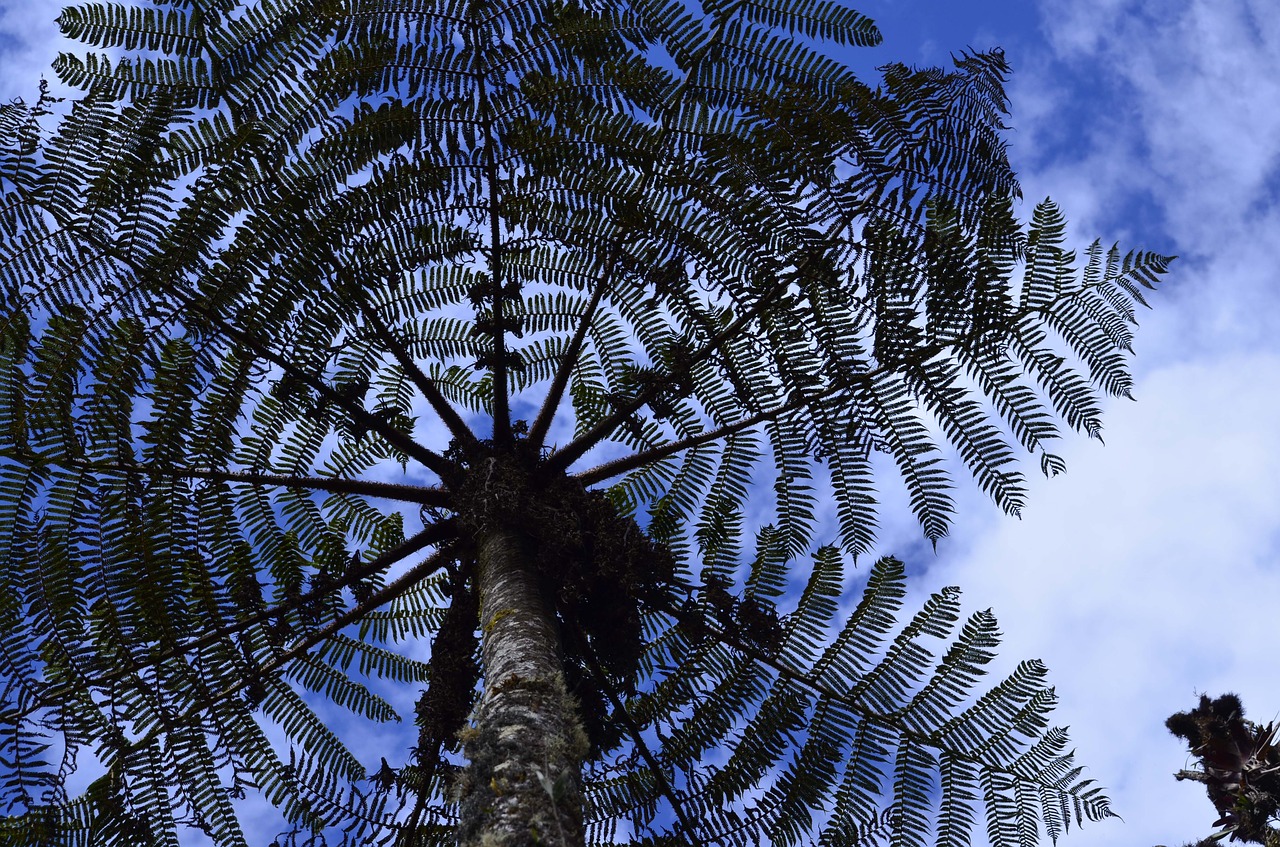 cyatea tree fern montane forest free photo