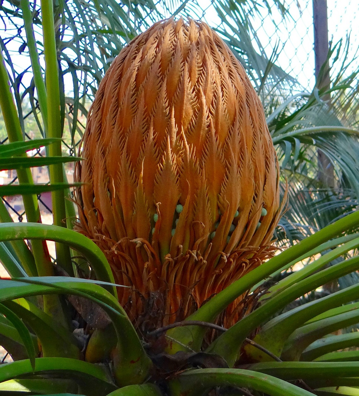 cycad sago palm cone free photo