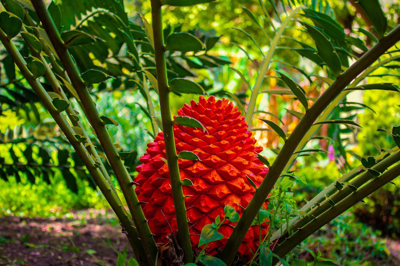 cycad  plant  prehistoric free photo