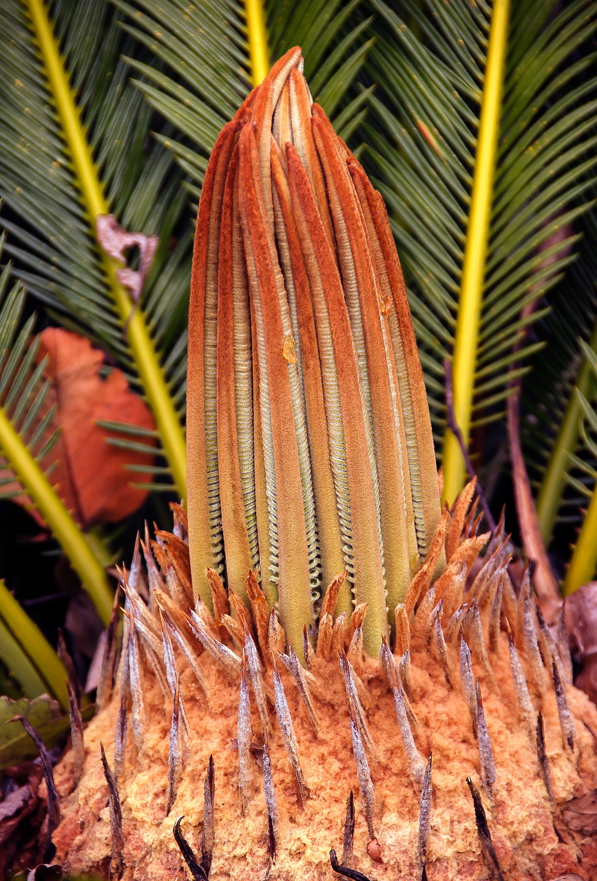 cycad  plant  new growth free photo