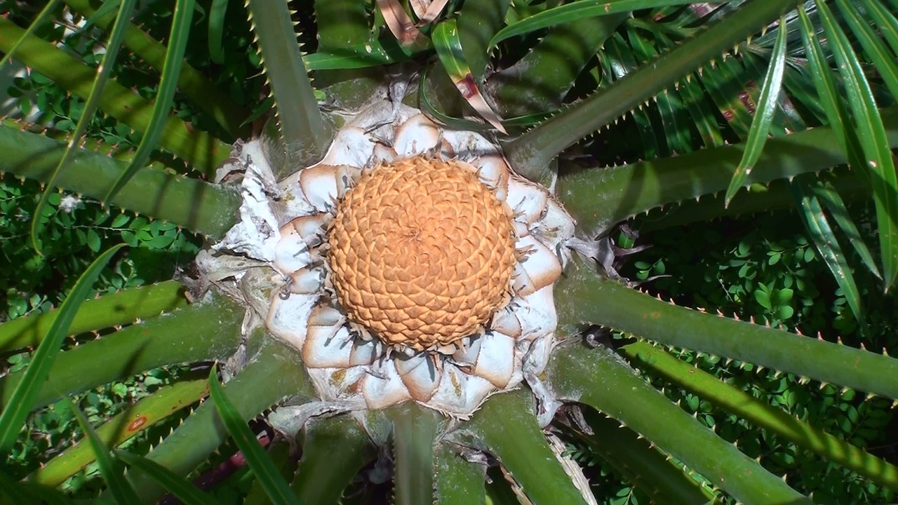 cycad cone botanical australia free photo