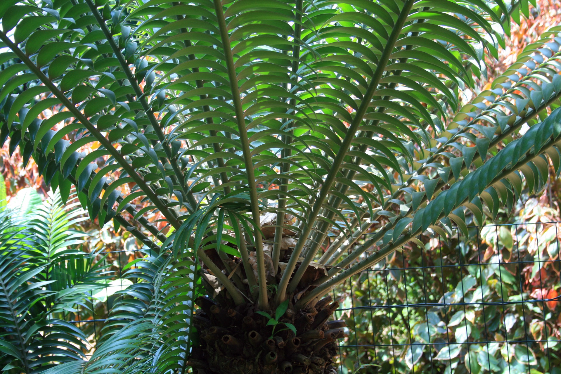 plant fern-like palm-like free photo