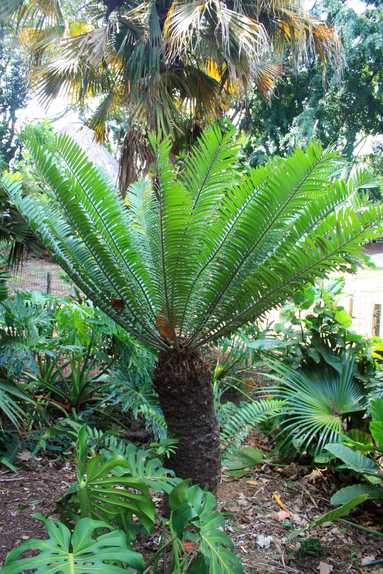plant fern-like palm-like free photo
