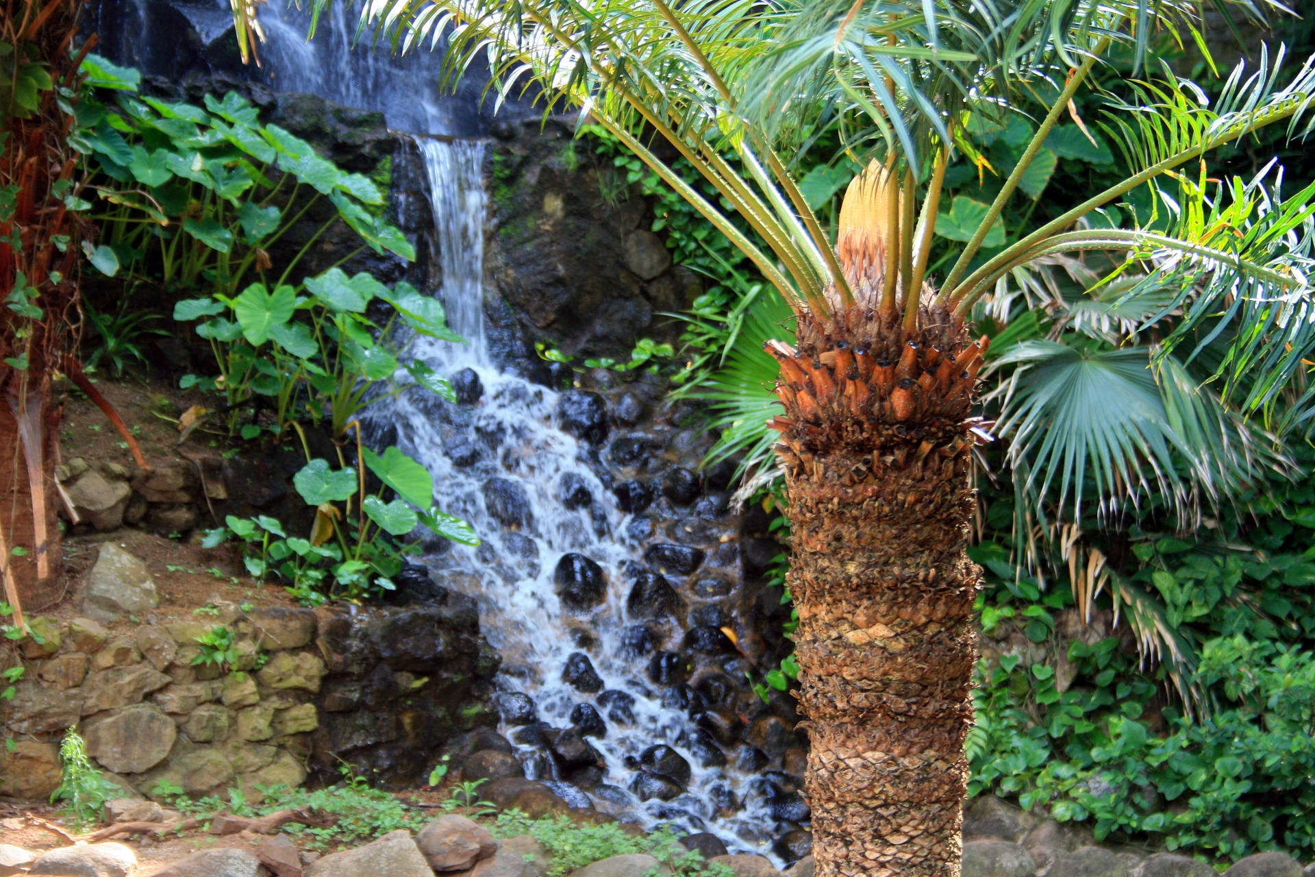 garden plants tropical free photo