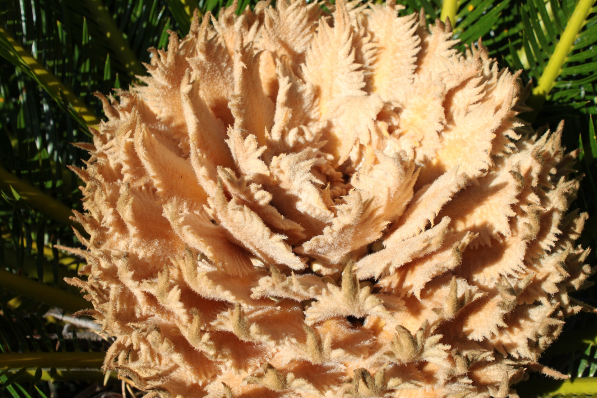 cycas flower blossom free photo