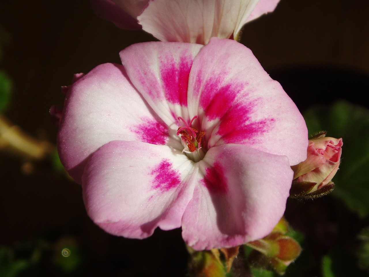 geranium pink flowers free photo