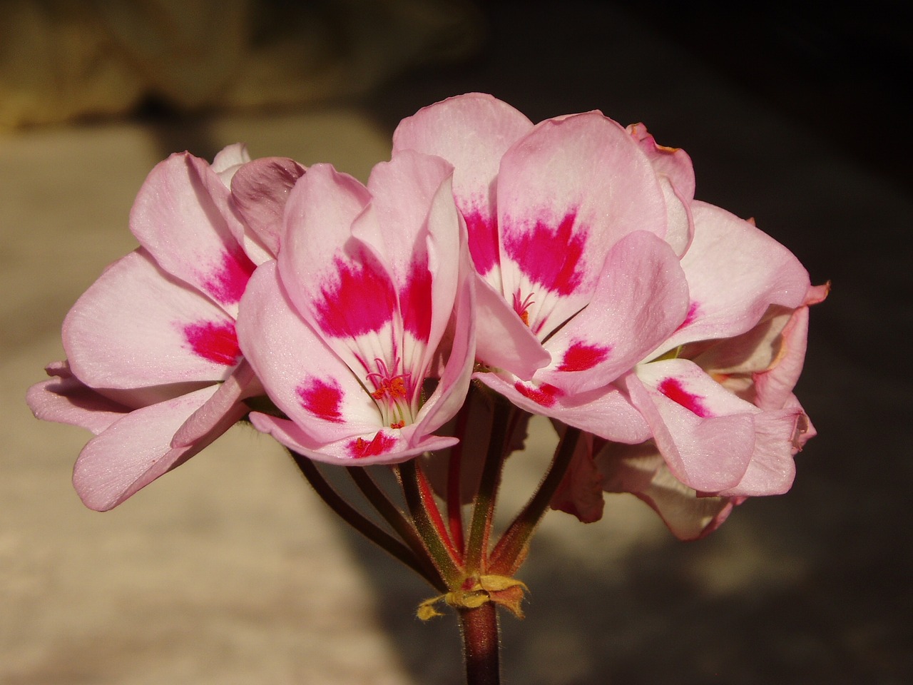 geranium pink flowers free photo