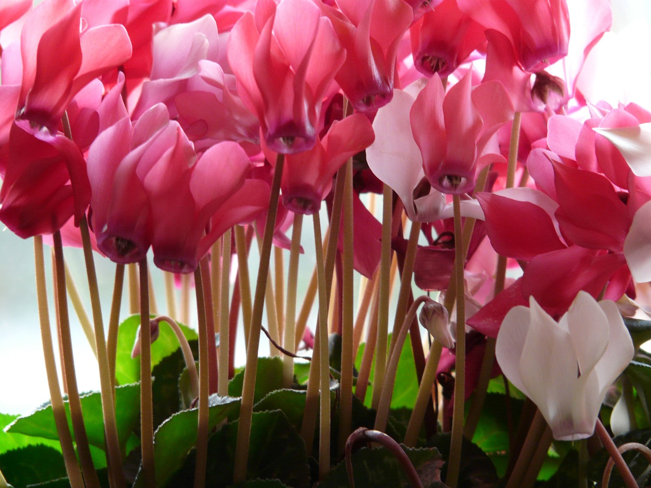 cyclamen flower pink free photo