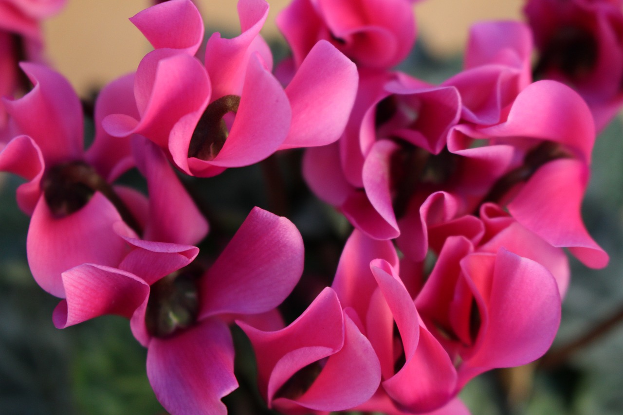 cyclamen flowers pink free photo