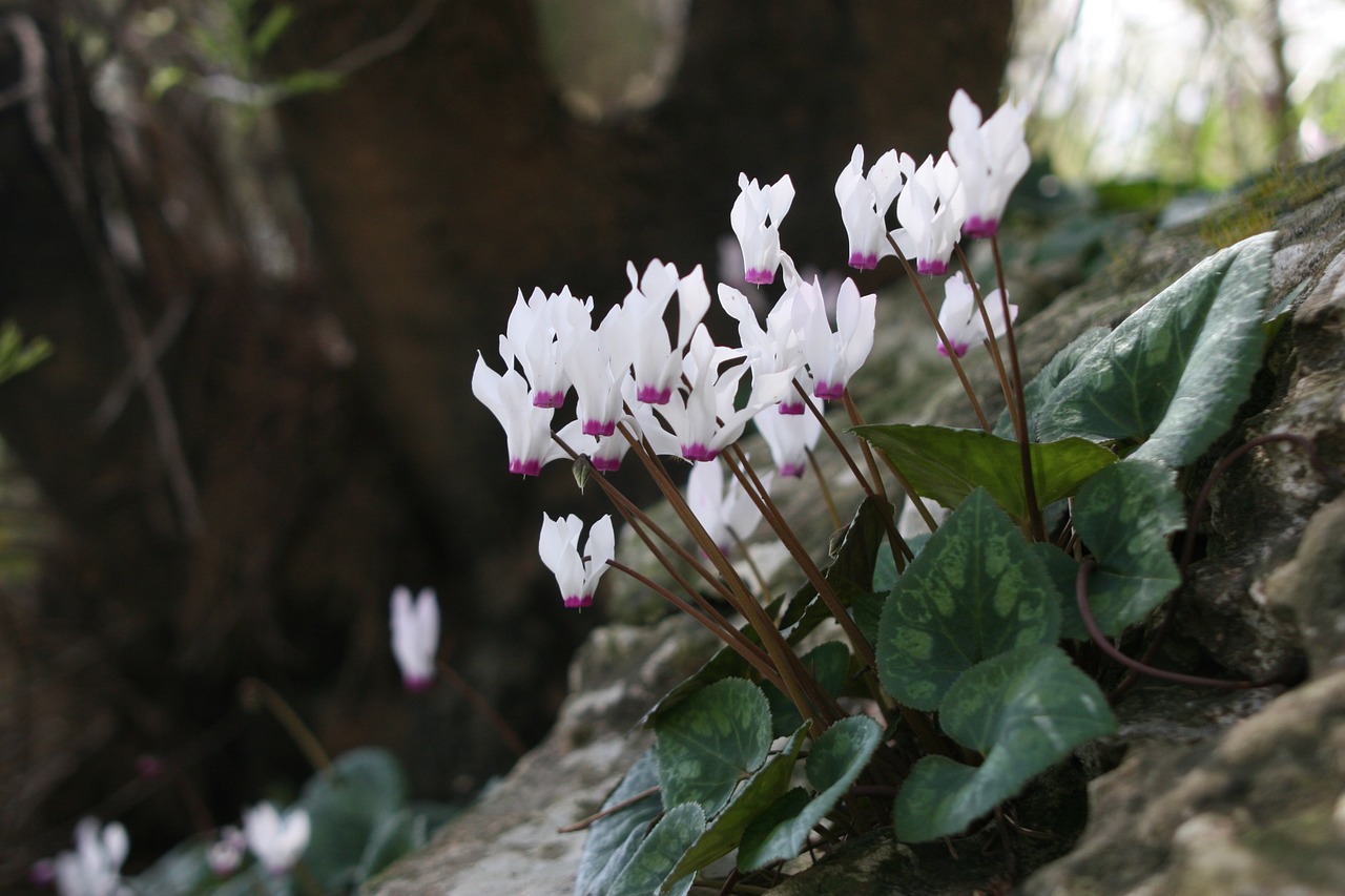 cyclamen flowers nature free photo