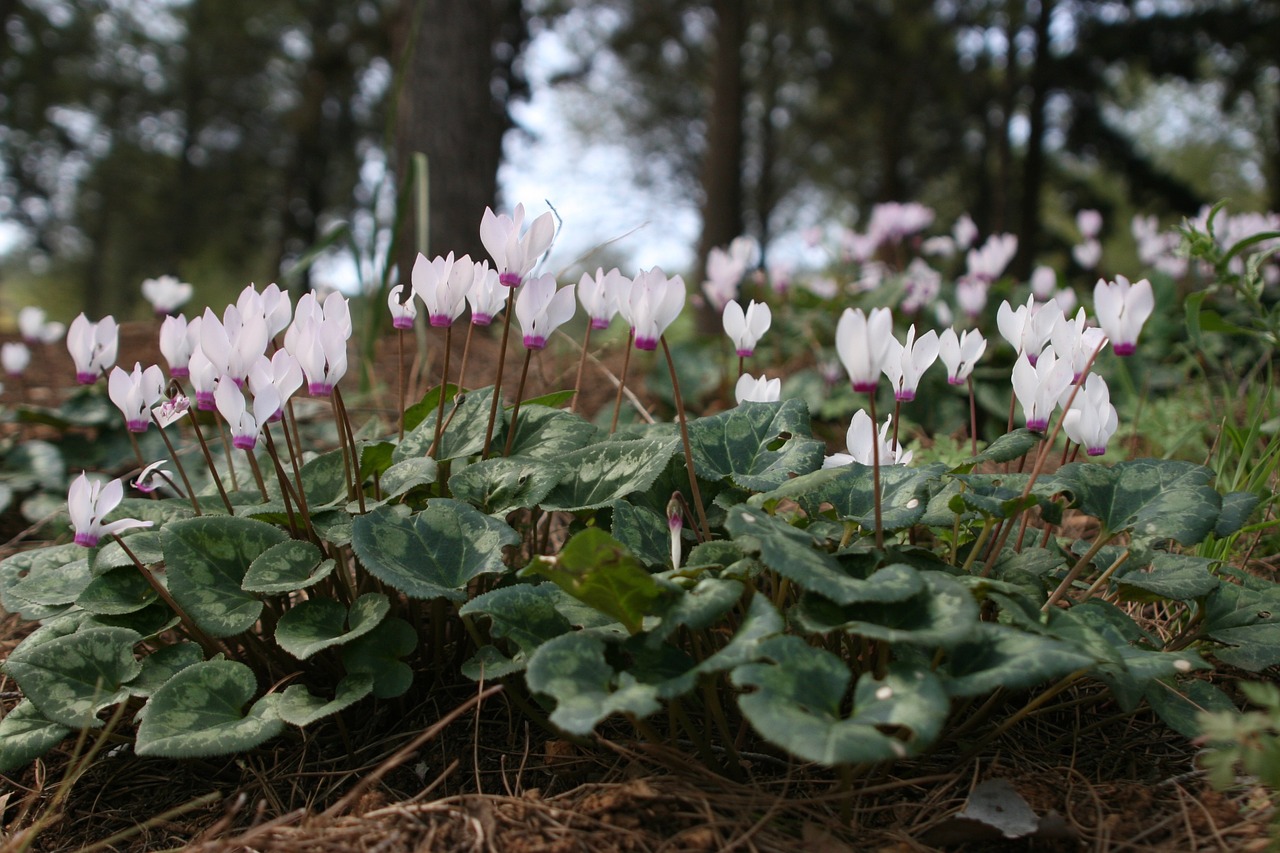 cyclamen flowers nature free photo