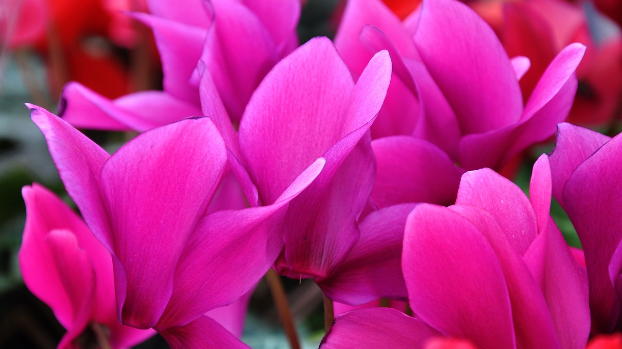 cyclamen spring flower pink flower free photo