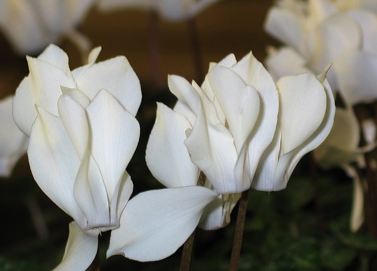 cyclamen white flowers flora free photo