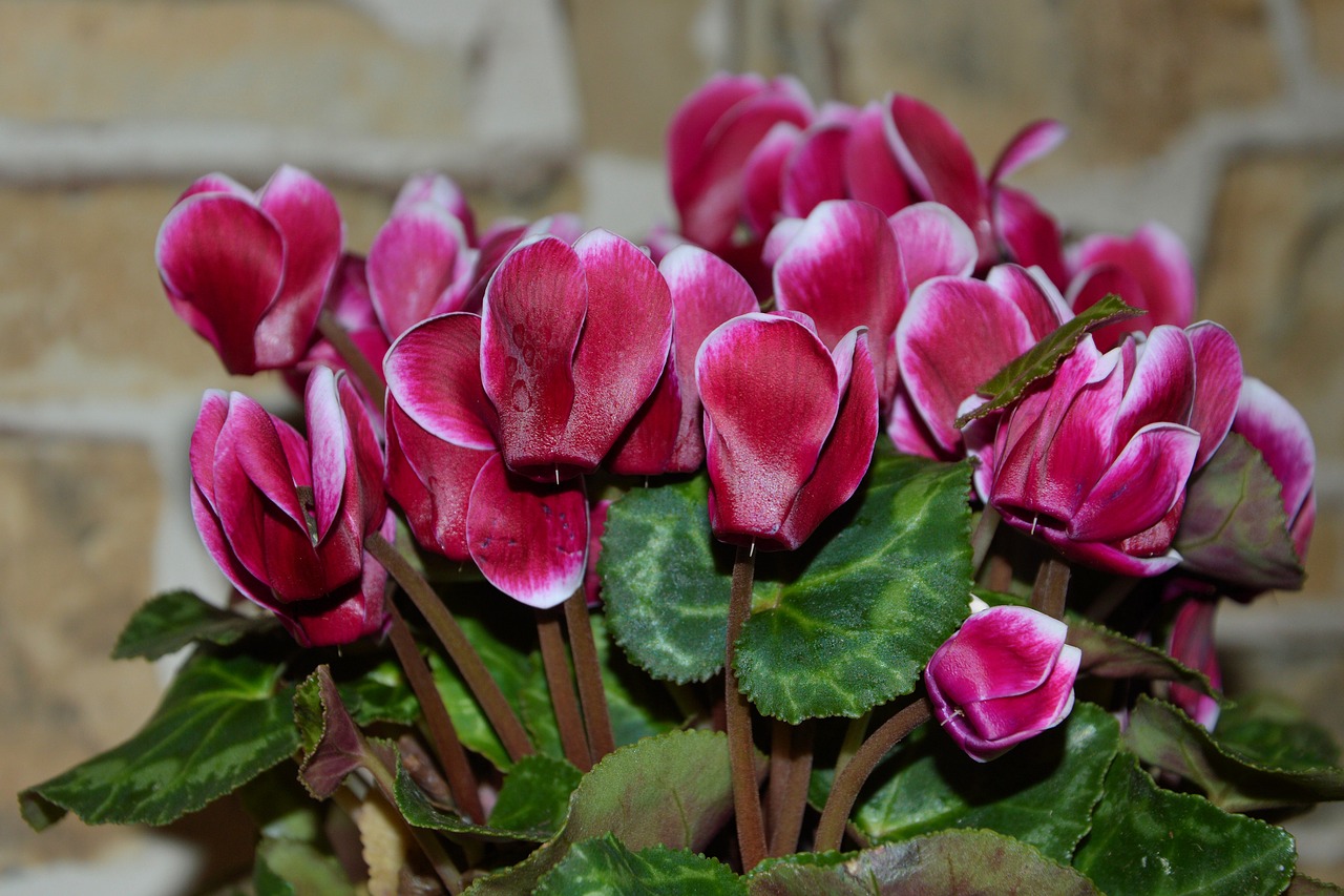 cyclamen myrsinengewächse flora free photo